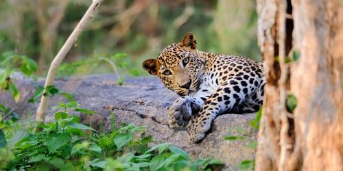11 Day Cape Town, Winelands & Kruger