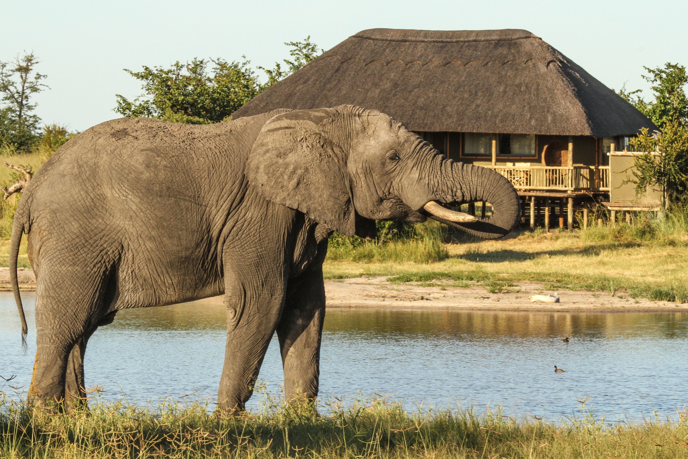 nehimba---elephant-outside-the-thatched-tent.jpg