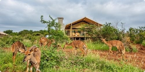 Africamps Pongola Rounded 1