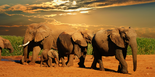 11 Day Highlights of South Africa