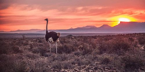 Ostrich Karoo 2