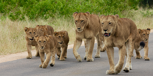 lions