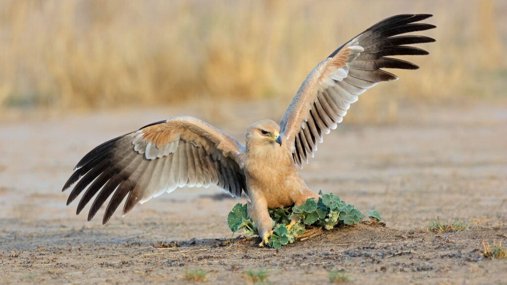 Best Times to Visit South Africa