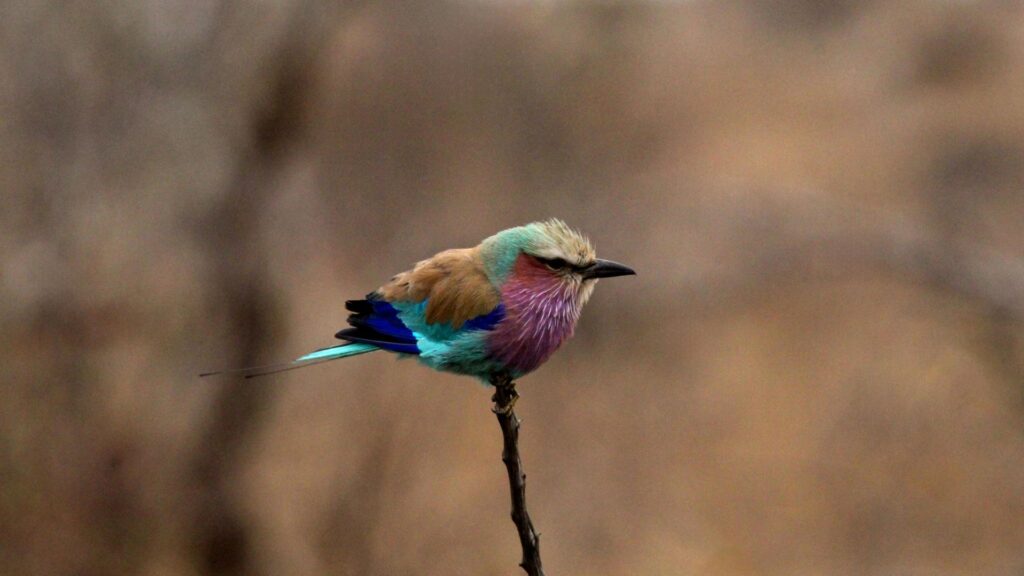 Best Times to Visit South Africa