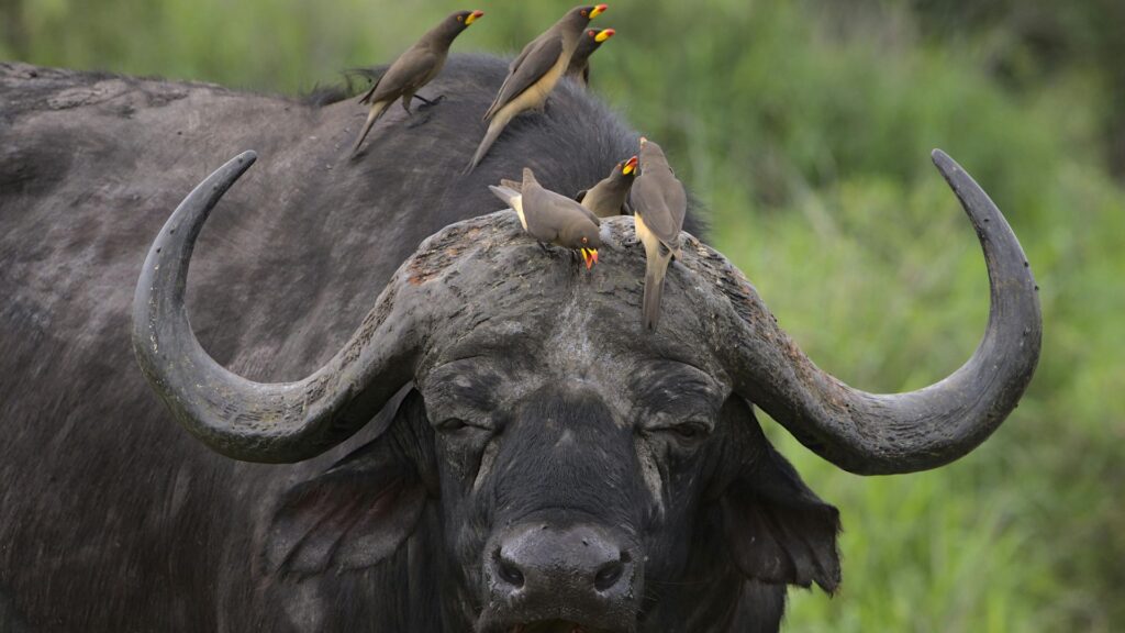 Best Times to Visit South Africa