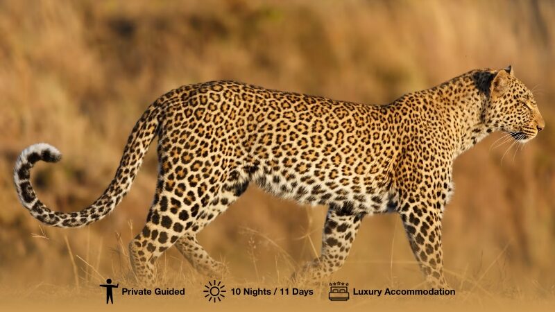 11-Day Luxury Sabi Safari & Scenic Cape
