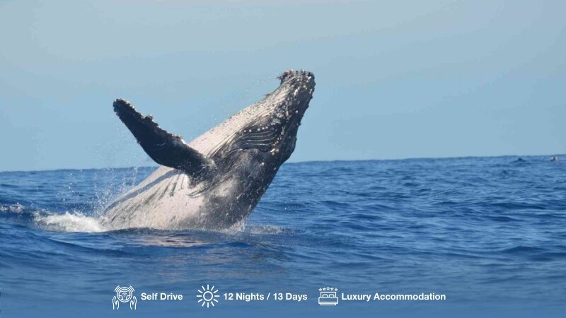 13-Day Wines, Whales & Wildife Safari